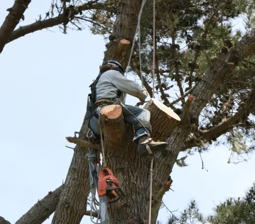 Tree Service For Texas City TX
