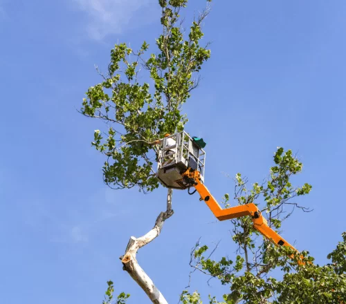 Tree Service League City TX