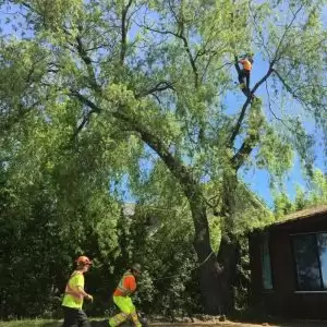 tree limb removal