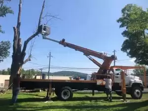 How to Negotiate Tree Removal