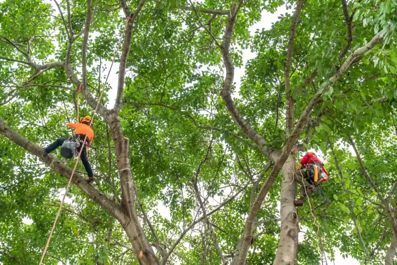 When to Trim Oak Trees in Texas? [Update Guide]