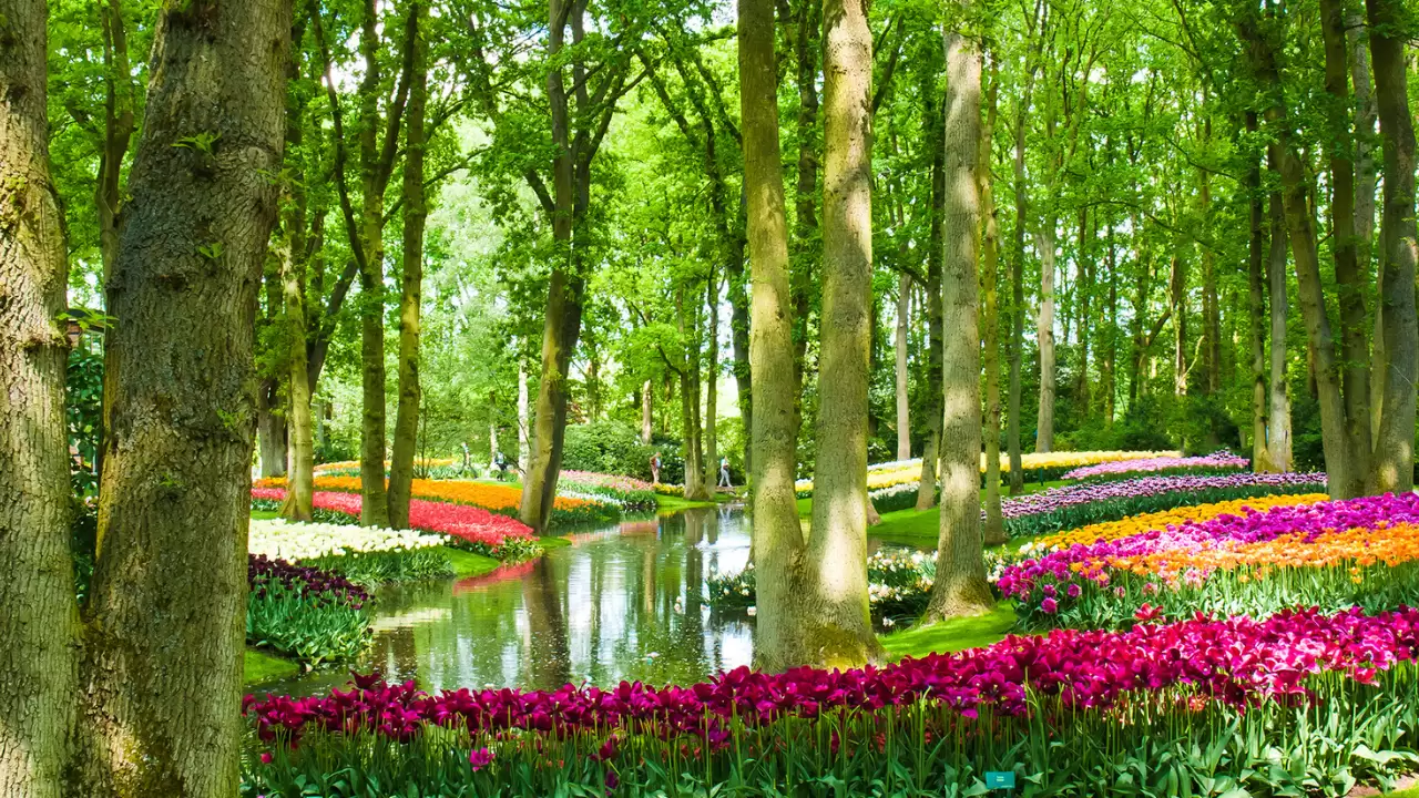 landscaping ideas around tree roots